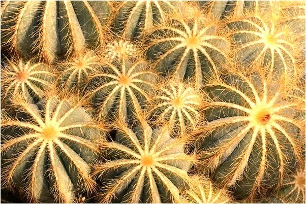 夢到了哥唱表演有什麼預兆_周公解夢官網