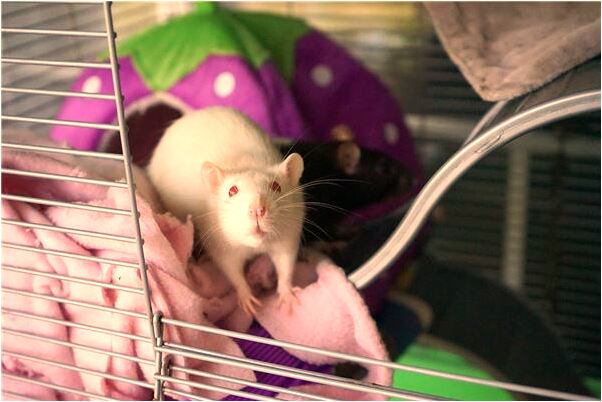 夢到找不到自己的家是啥預兆_周公解夢官網