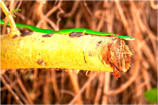 夢到床底螞蟻是凶兆還是吉兆_周公解夢官網