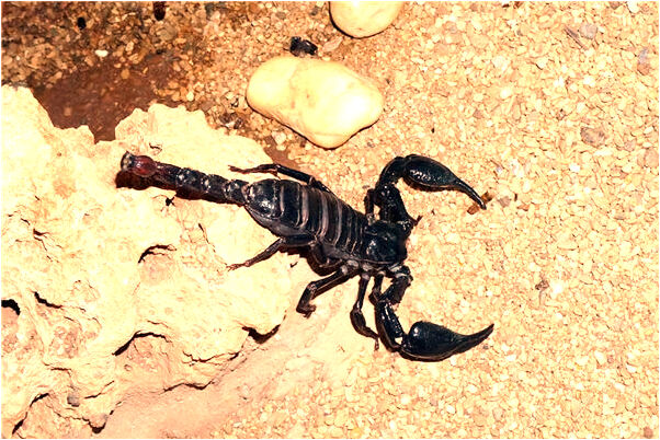 夢見女朋友在公司的預兆_周公解夢官網