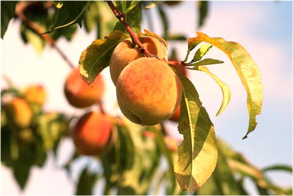 夢見短髮女生是凶兆還是吉兆_周公解夢官網