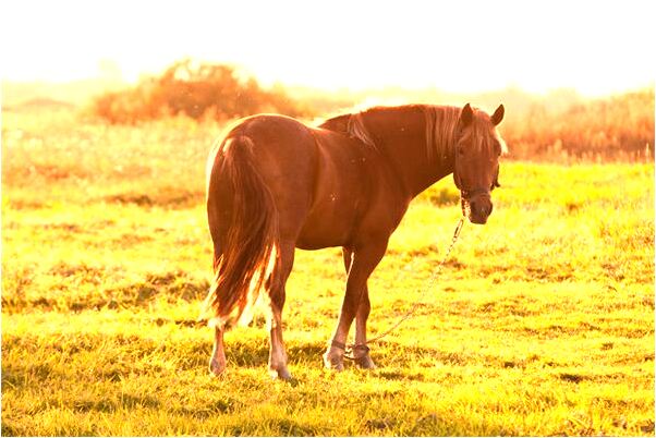 夢見媽媽叮囑有什麼預示嗎_周公解夢官網
