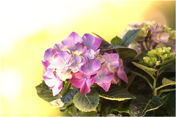 夢到了自己掉廁所遇到水會怎么樣_周公解夢官網