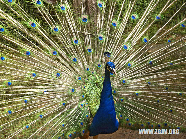 夢見壞了的大米_周公解夢夢到壞了的大米是什麼意思_做夢夢見壞了的大米好不好_周公解夢官網