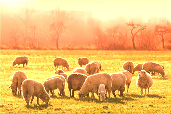 夢見難相處的同事給小鞋穿怎么樣_周公解夢官網