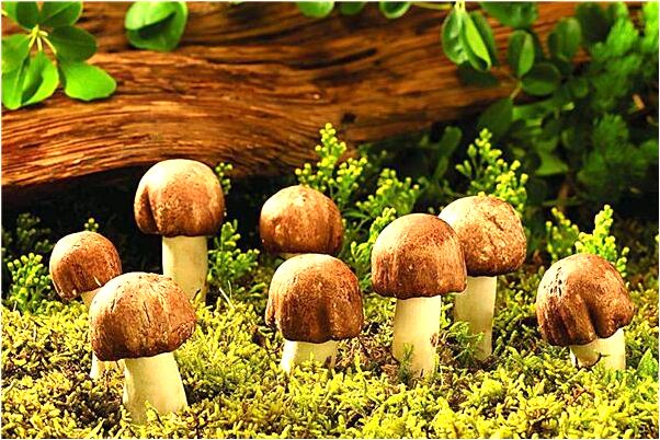 夢到了氣的把背叛的老公打死代表著什麼_周公解夢官網