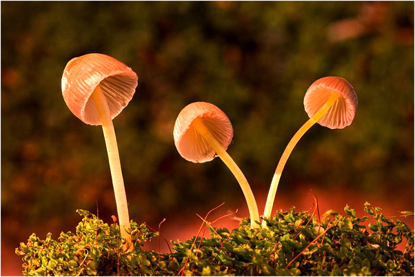 夢見掉了錢又找到了什麼寓意_周公解夢官網