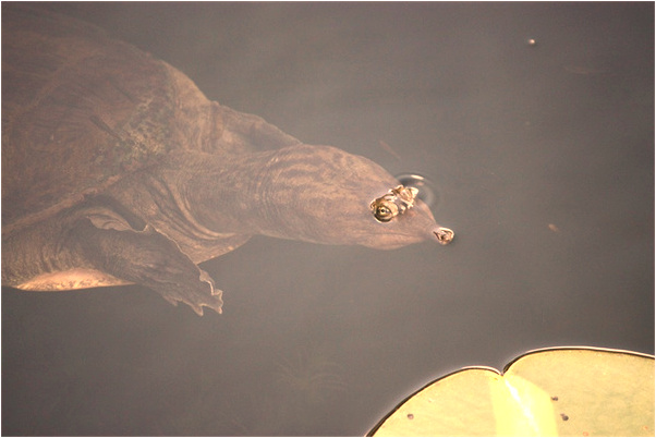 夢見暖氣管冒水是什麼意思_周公解夢官網