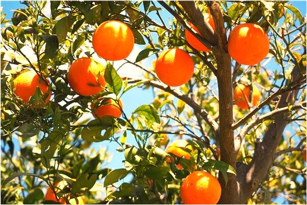 夢見別人給別人看手相什麼預兆_周公解夢官網