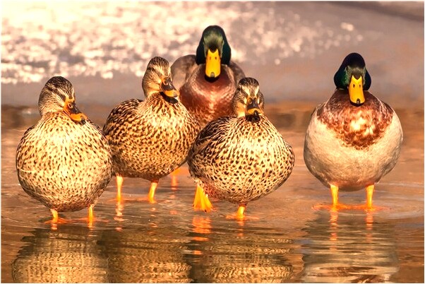 夢見多拿別人東西有什麼意思_周公解夢官網