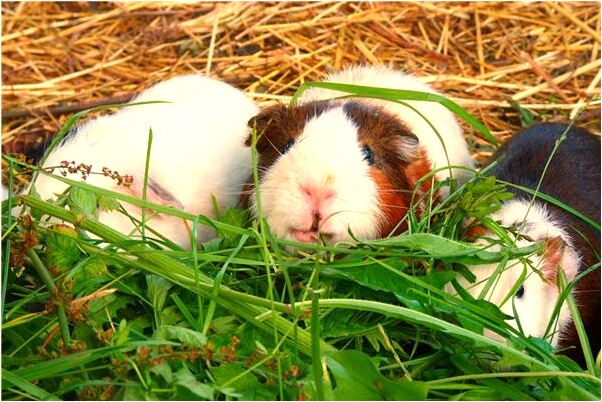 夢到了自已被淹死有什麼寓意嗎?_周公解夢官網