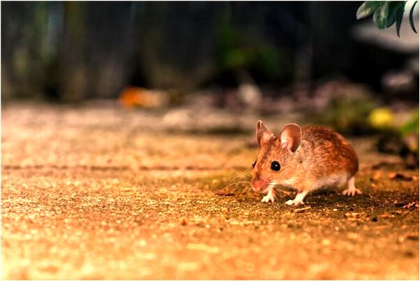 夢到自己抱著猴子好不好_周公解夢官網