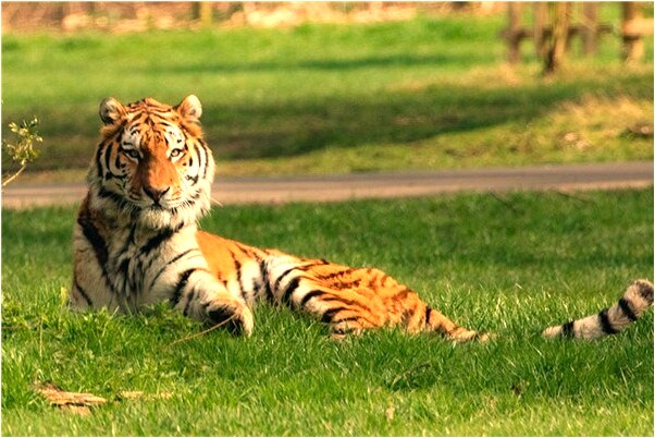 夢到小蛇被別人踩死了有什麼說法_周公解夢官網