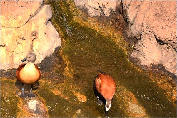 夢見左腿被刺個窟窿但沒流血是什麼徵兆_周公解夢官網