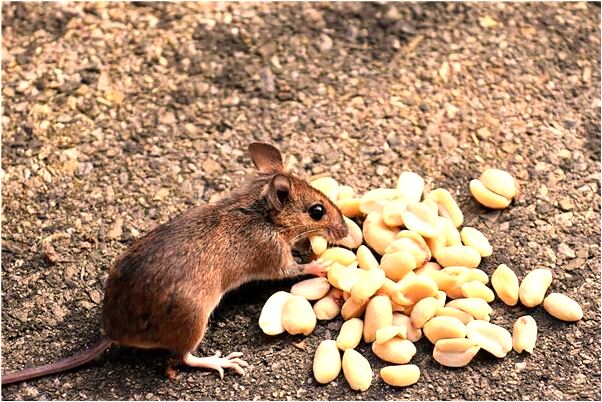 夢到牙齒沒了兩個意味什麼_周公解夢官網