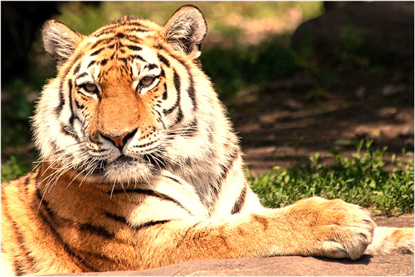 夢到友人未出世的孩子是死嬰會怎么樣_周公解夢官網