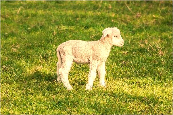 夢見宰雞濺血什麼預兆_周公解夢官網
