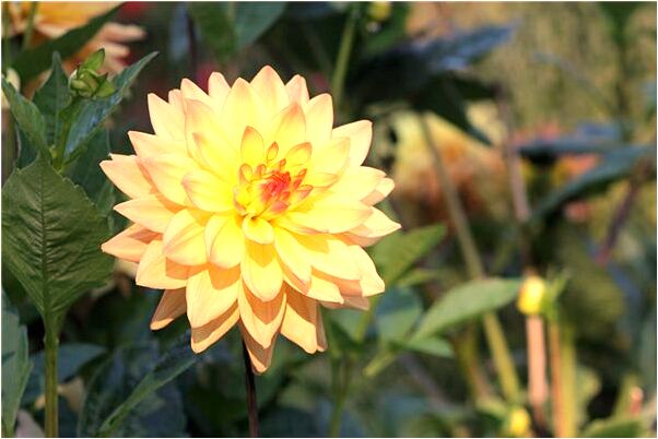 夢到姐姐掉進水裡代表著什麼_周公解夢官網