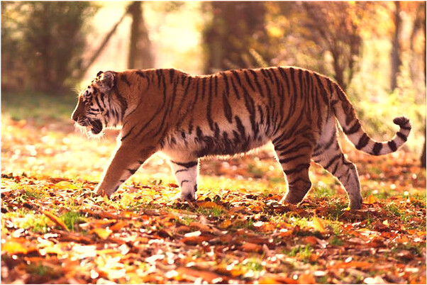 夢到了兩個人都給我銀行卡代表著什麼？_周公解夢官網