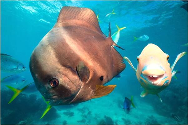 夢到喝紅酒代表著什麼？_周公解夢官網