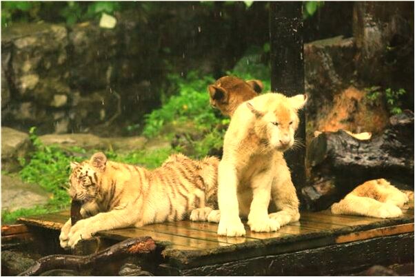 夢到她們抬死人是什麼徵兆_周公解夢官網