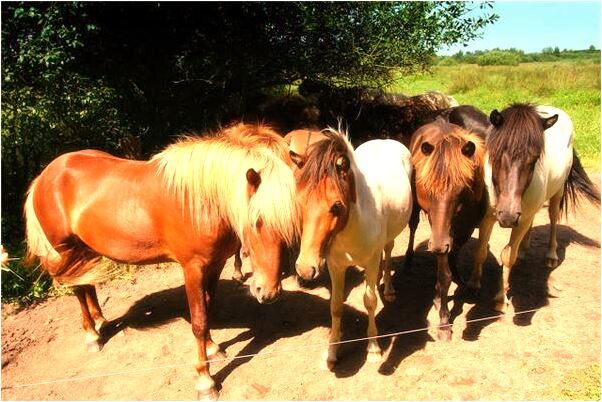 夢到弄玫瑰花來栽有什麼寓意嗎？_周公解夢官網