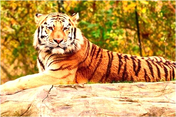 夢到漂亮的花凋謝了有什麼說法_周公解夢官網