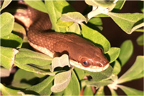 夢到怪蟲子是啥預兆_周公解夢官網