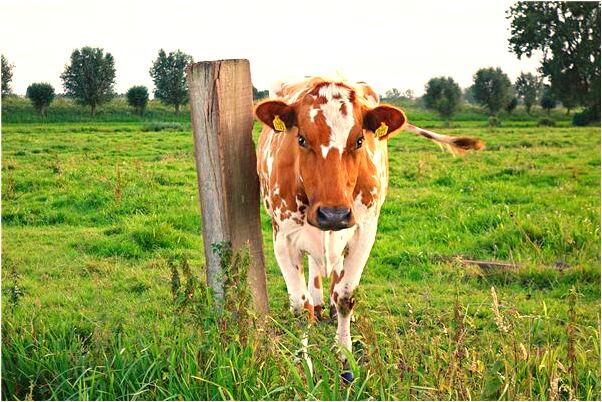 夢到了裝很多大米是什麼預兆_周公解夢官網