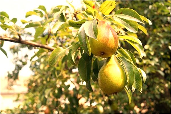 夢見畫了張的畫是啥意思_周公解夢官網