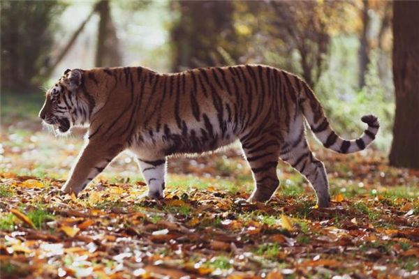 86年屬虎的姻緣如何_十二生肖