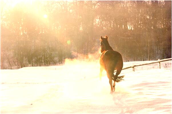 夢到自己養的狗一死一傷是什麼徵兆_周公解夢官網