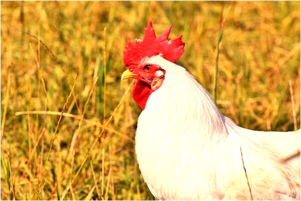 夢見老婆用刀殺兒子預示什麼_周公解夢官網