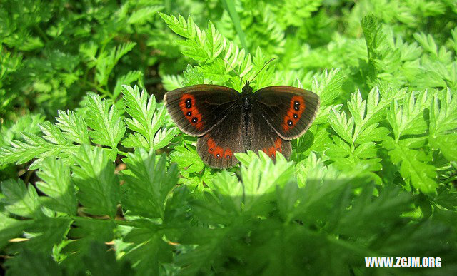 夢見自己要結婚_周公解夢夢到自己要結婚是什麼意思_做夢夢見自己要結婚好不好_周公解夢官網