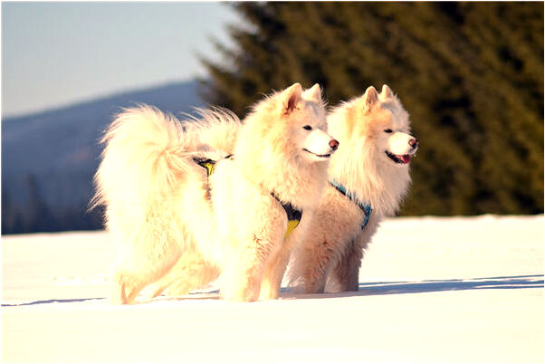 夢見坐著驢車趕路預示了什麼_周公解夢官網