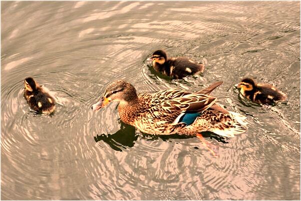 夢到了跳河被阻止會有什麼預兆_周公解夢官網