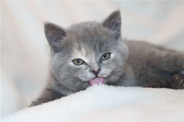 夢到小貓咪_周公解夢