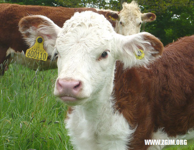 夢見去世父親_周公解夢夢到去世父親是什麼意思_做夢夢見去世父親好不好_周公解夢官網