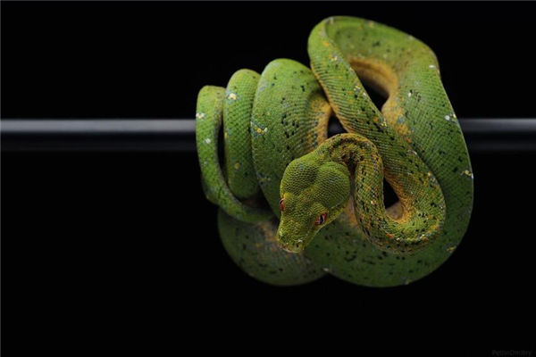 夢見蟒蛇是什麼意思_周公解夢