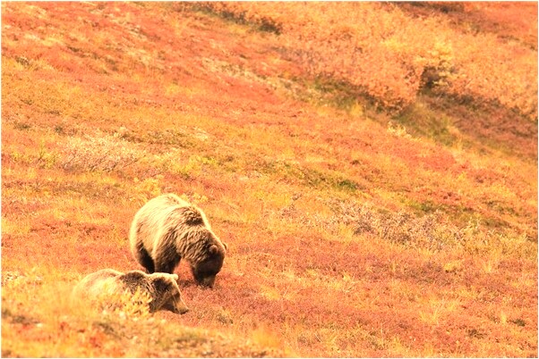 夢見弟弟眼瞎預示什麼_周公解夢官網