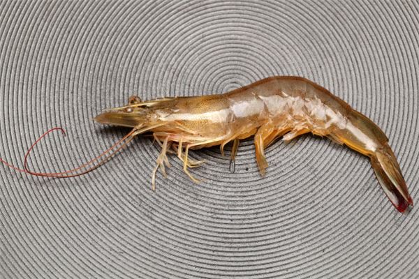 夢見抓蝦是什麼意思_周公解夢