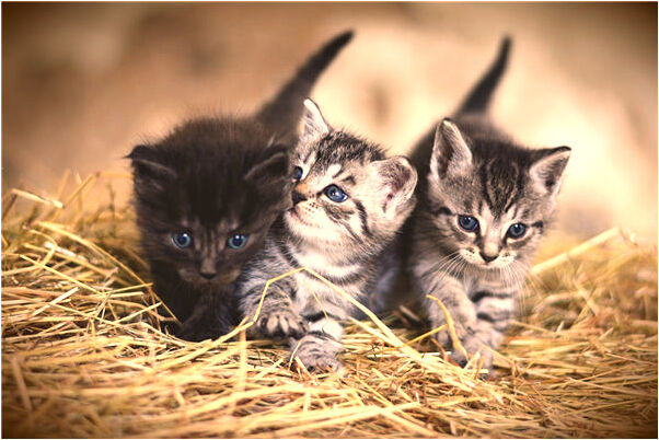 夢見和舊同事一起去見客人是凶兆還是吉兆_周公解夢官網