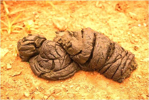 夢到了大海浪逆且漲潮代表著什麼_周公解夢官網