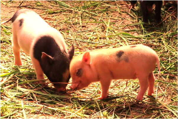 夢到黑蛇肚皮著破肚是什麼意思？_周公解夢官網