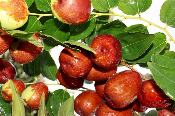 夢到撿棗兒什麼寓意_周公解夢