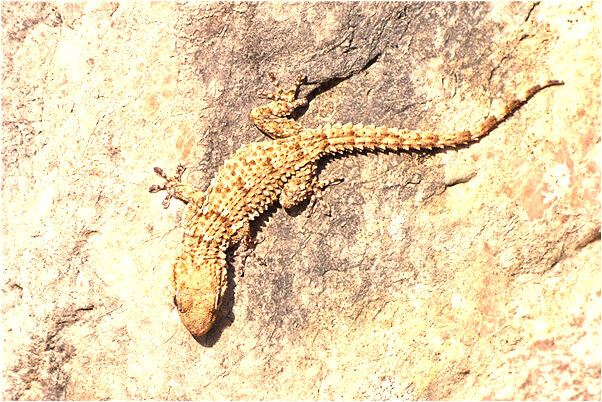 夢到了養了一個男孩意味著什麼_周公解夢官網