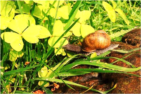 夢到別人家的菠菜田會是什麼預兆_周公解夢官網