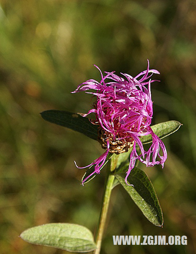 夢見偷東西被抓_周公解夢夢到偷東西被抓是什麼意思_做夢夢見偷東西被抓好不好_周公解夢官網