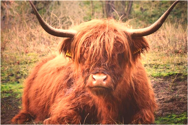 夢到把寄居蟹埋起來有什麼寓意嗎_周公解夢官網