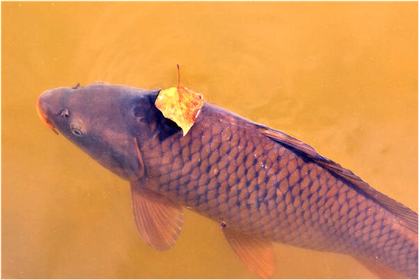 夢見拆自己家的牆是凶兆還是吉兆_周公解夢官網